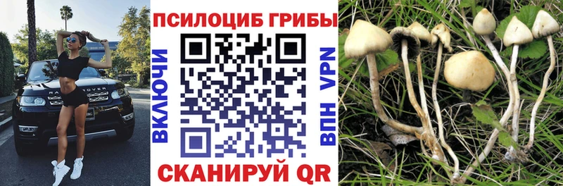 даркнет сайт Маркс Псилоцибиновые грибы Psilocybe